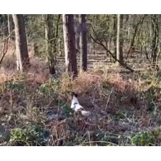 Gundog woodland cover training facility rental, exclusive use for 2 hours